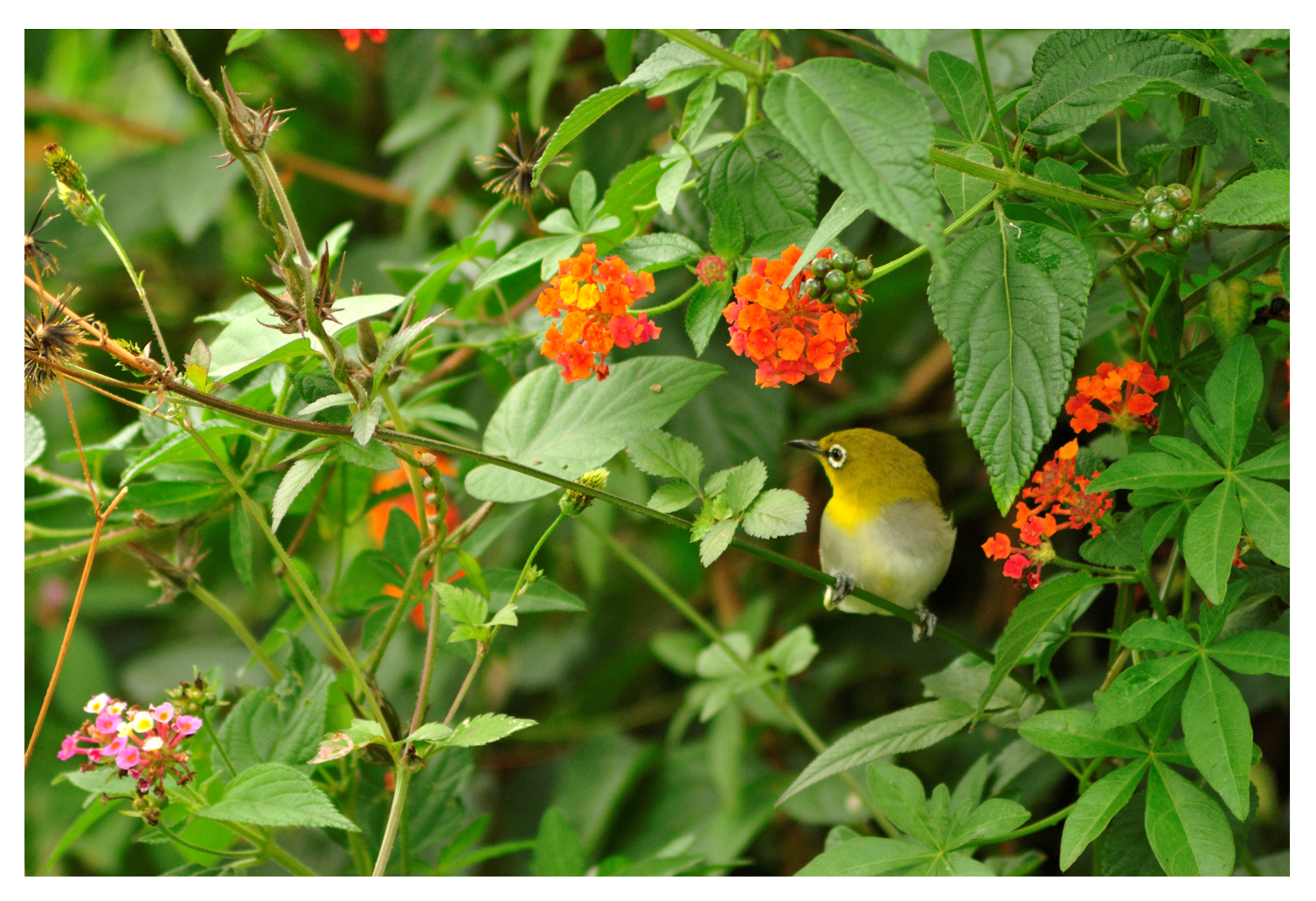 Postcards from Ooty.